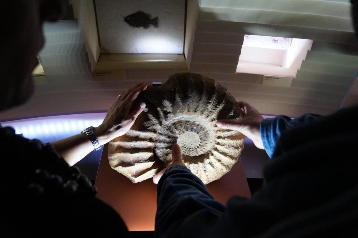 mani che toccano un fossile