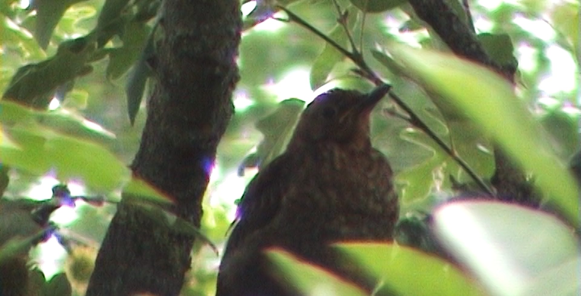 Uccello su albero progetto VOLO